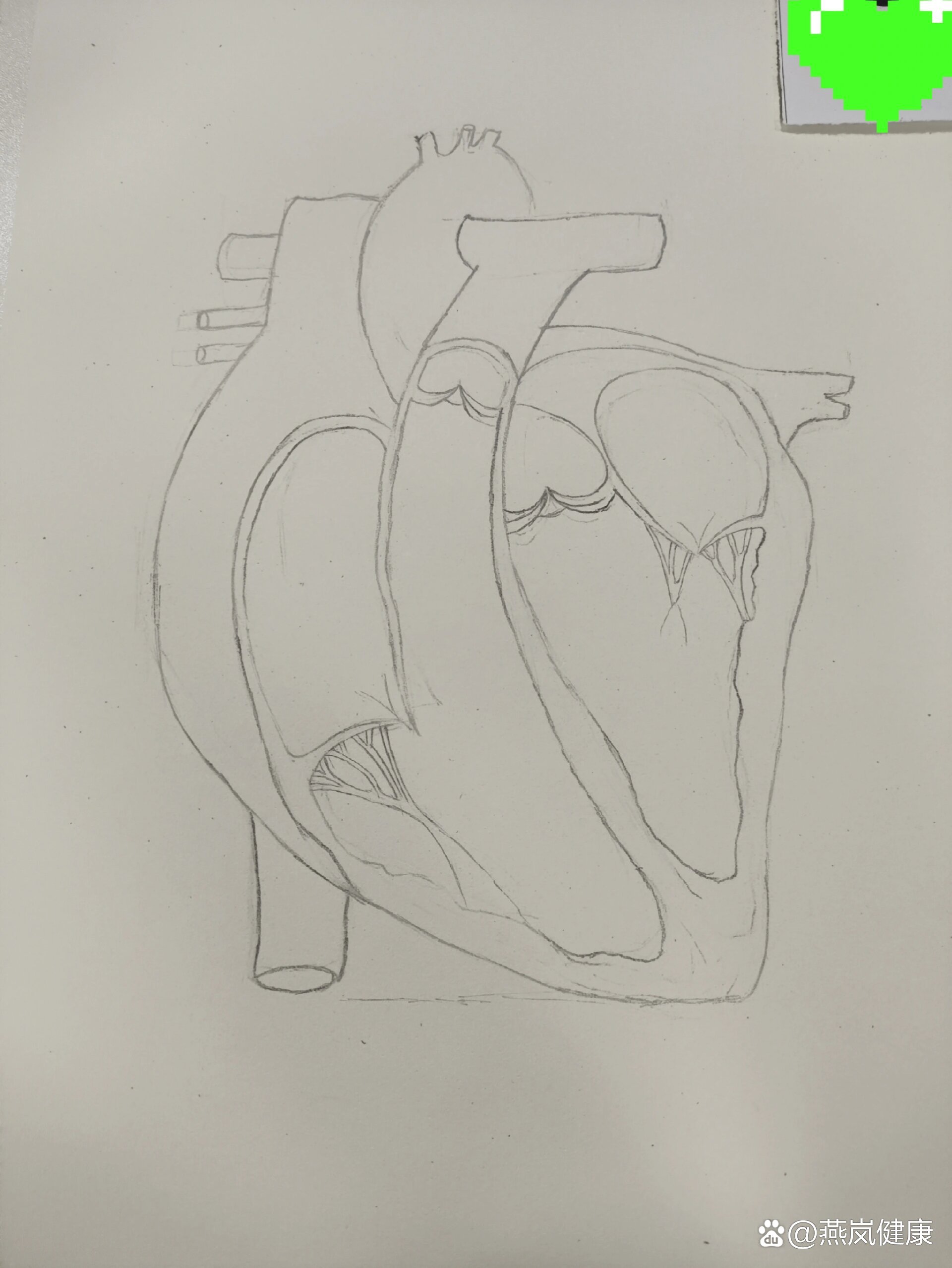 p 简易心脏结构解剖图手绘 br 参加了学校的解剖绘画比赛