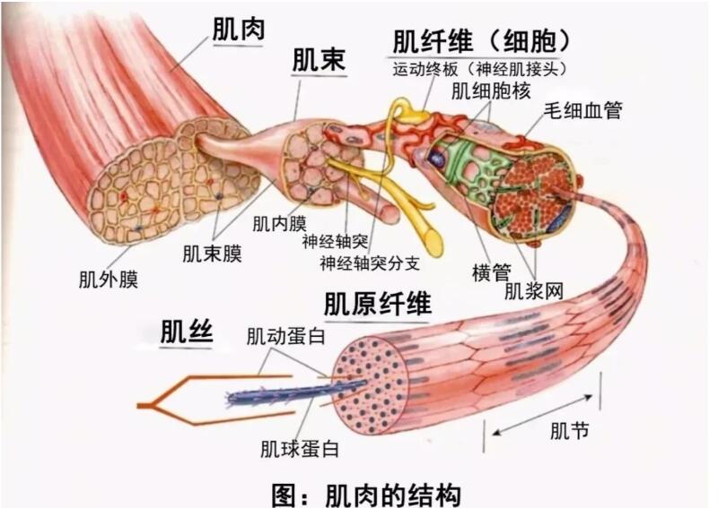 肌肉的结构