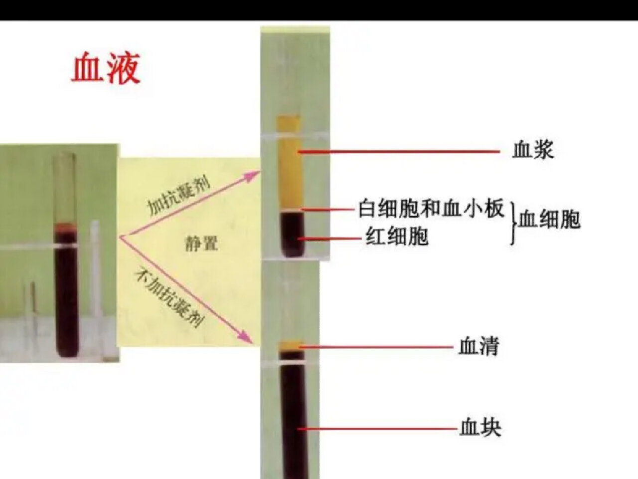 全血,血浆,血清的区别