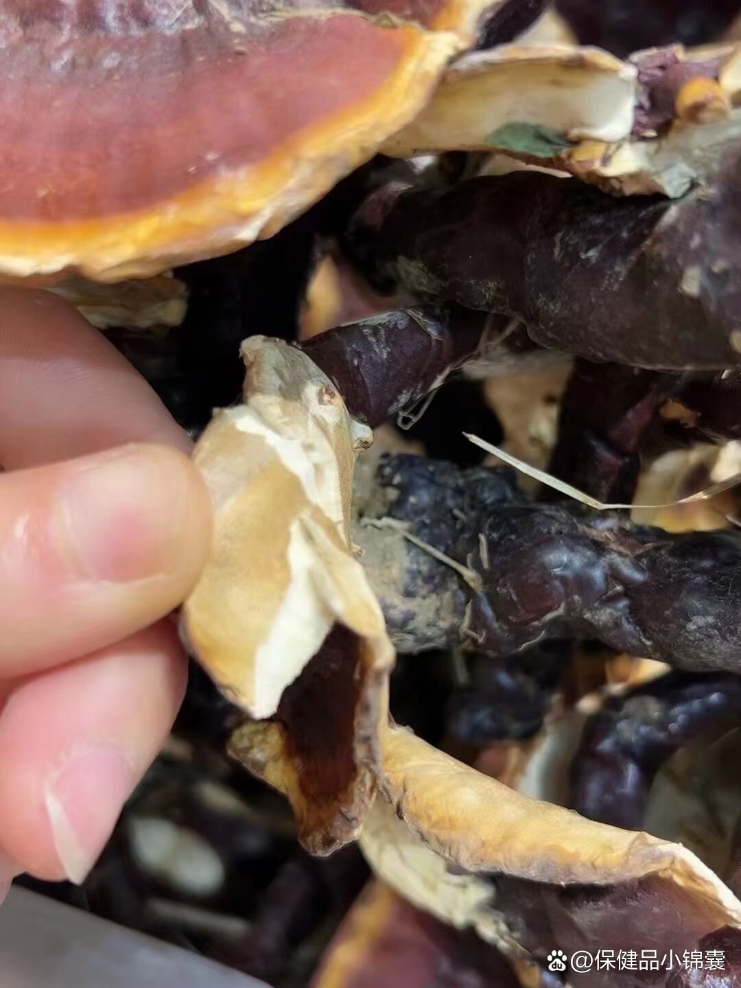 野生白灵芝的功效:滋阴养肺,宁心安神,保肝