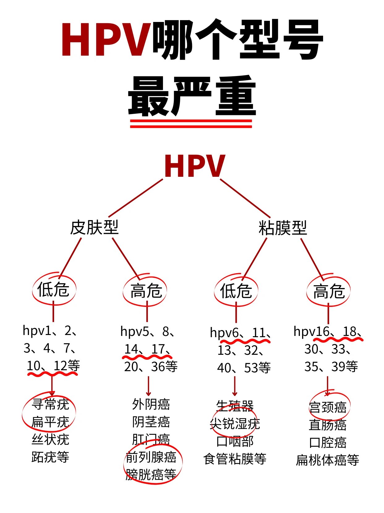 知道很多女性一生中都会感染一次hpv br>其中hpv又分为低危型和高危型