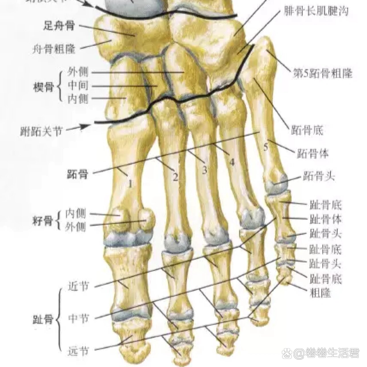 足部x线及解剖图谱