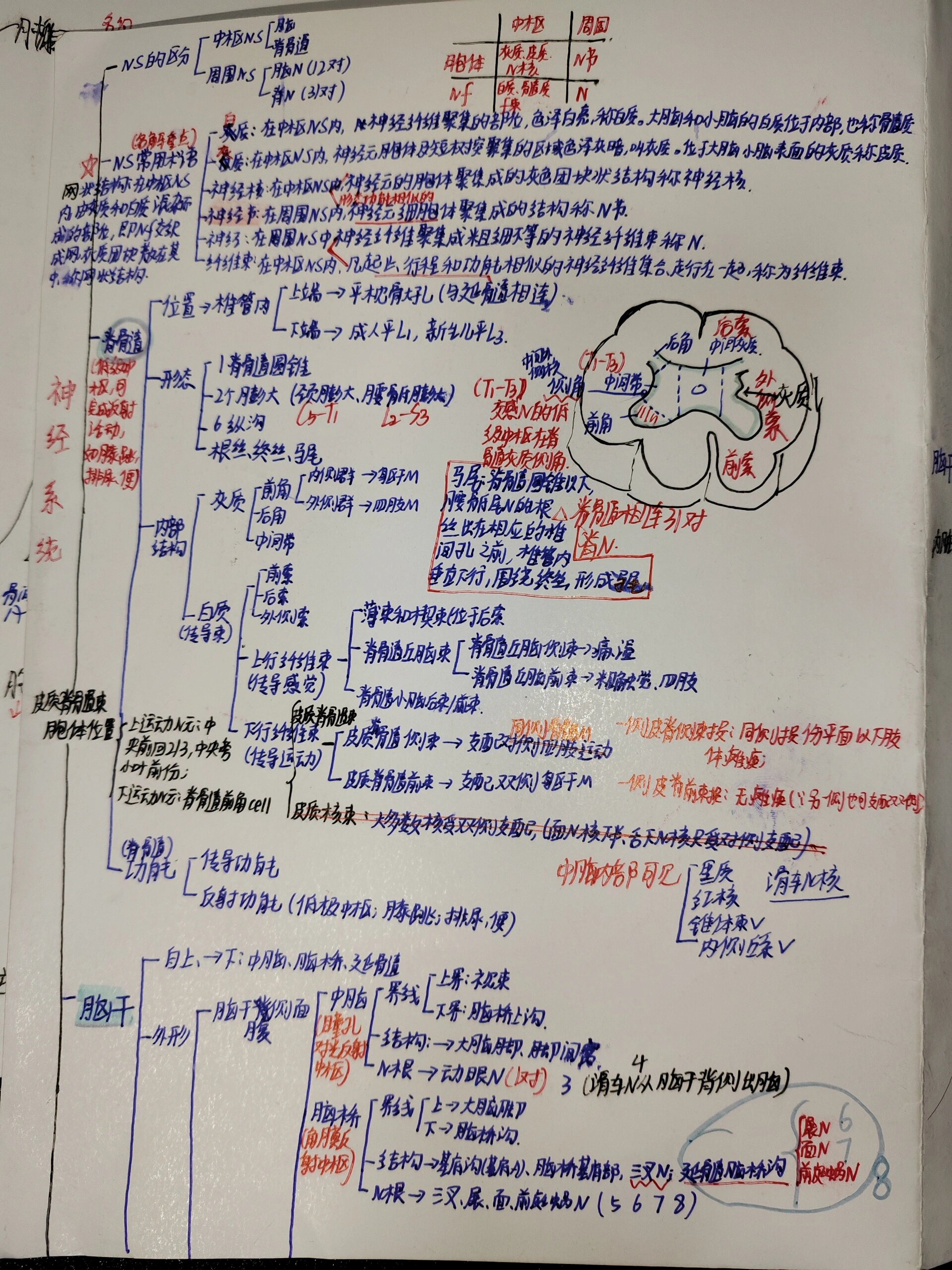 神经系统思维导图初中图片