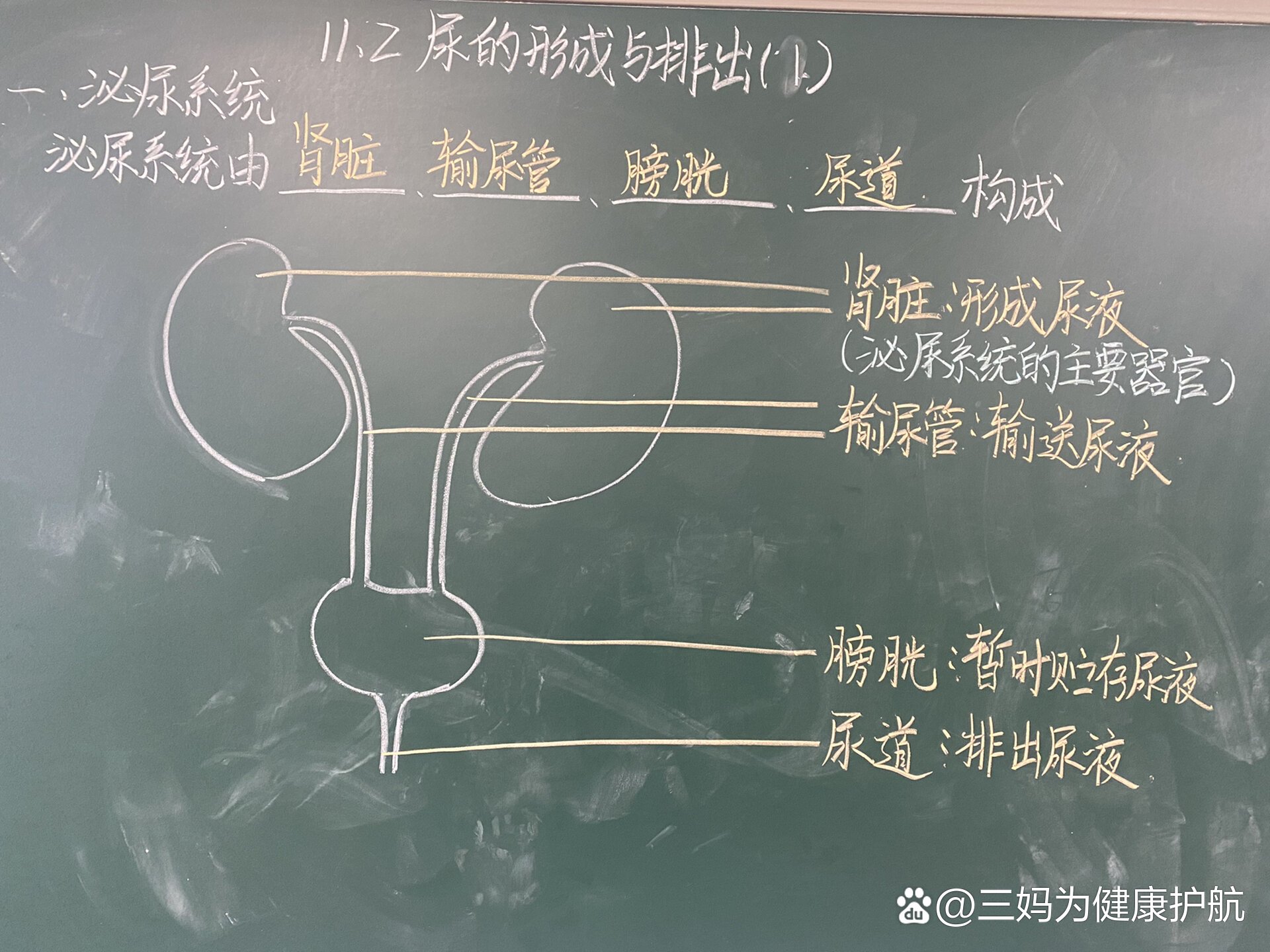 尿液的形成与排出