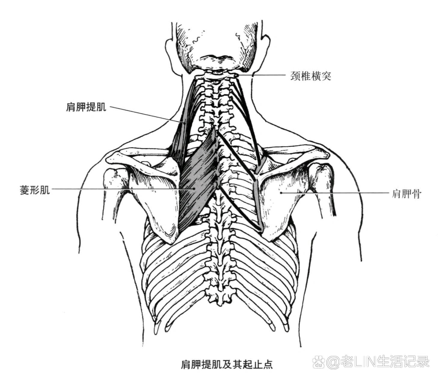 下后锯肌起止点图片