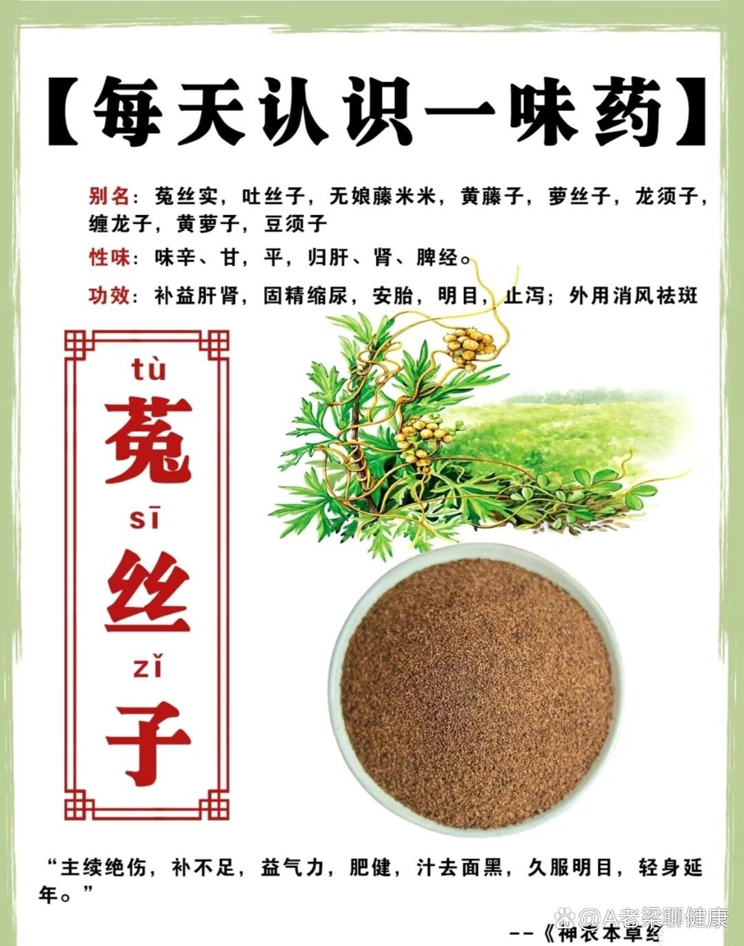 菟丝子 药用价值图片