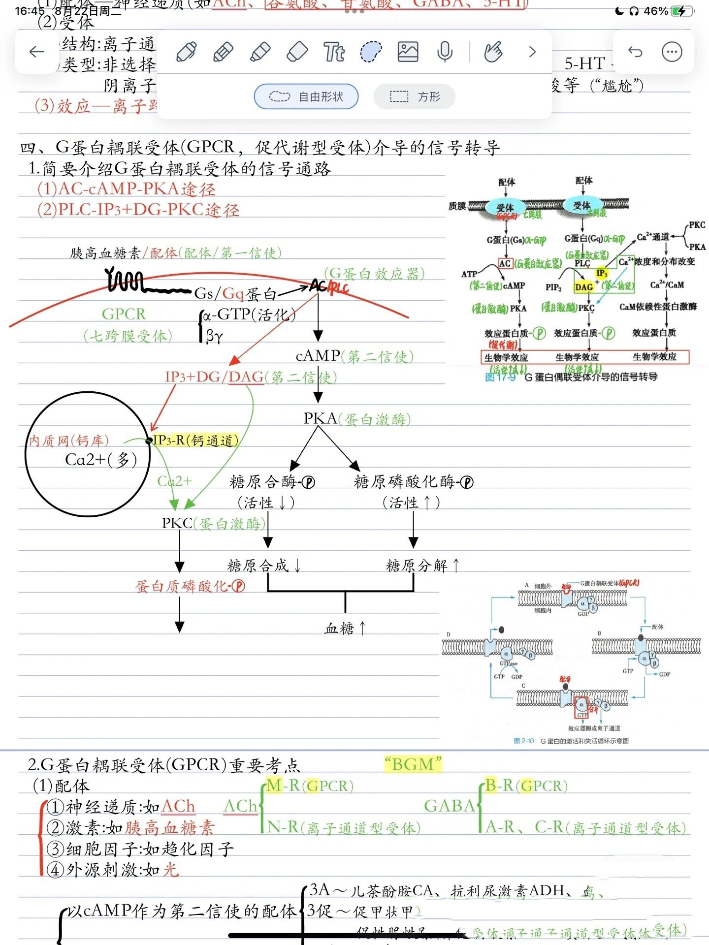 锥体系传导通路流程图图片