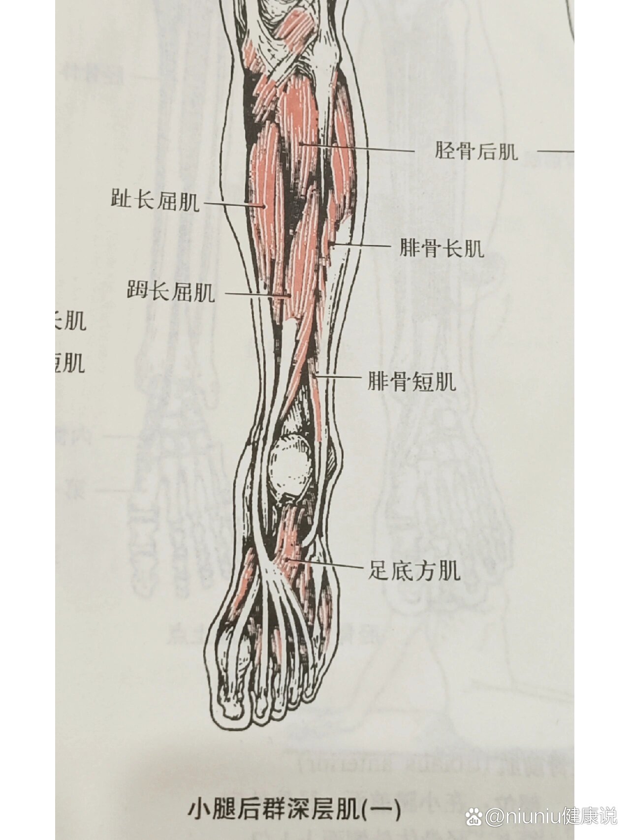 小腿结构图高清图片