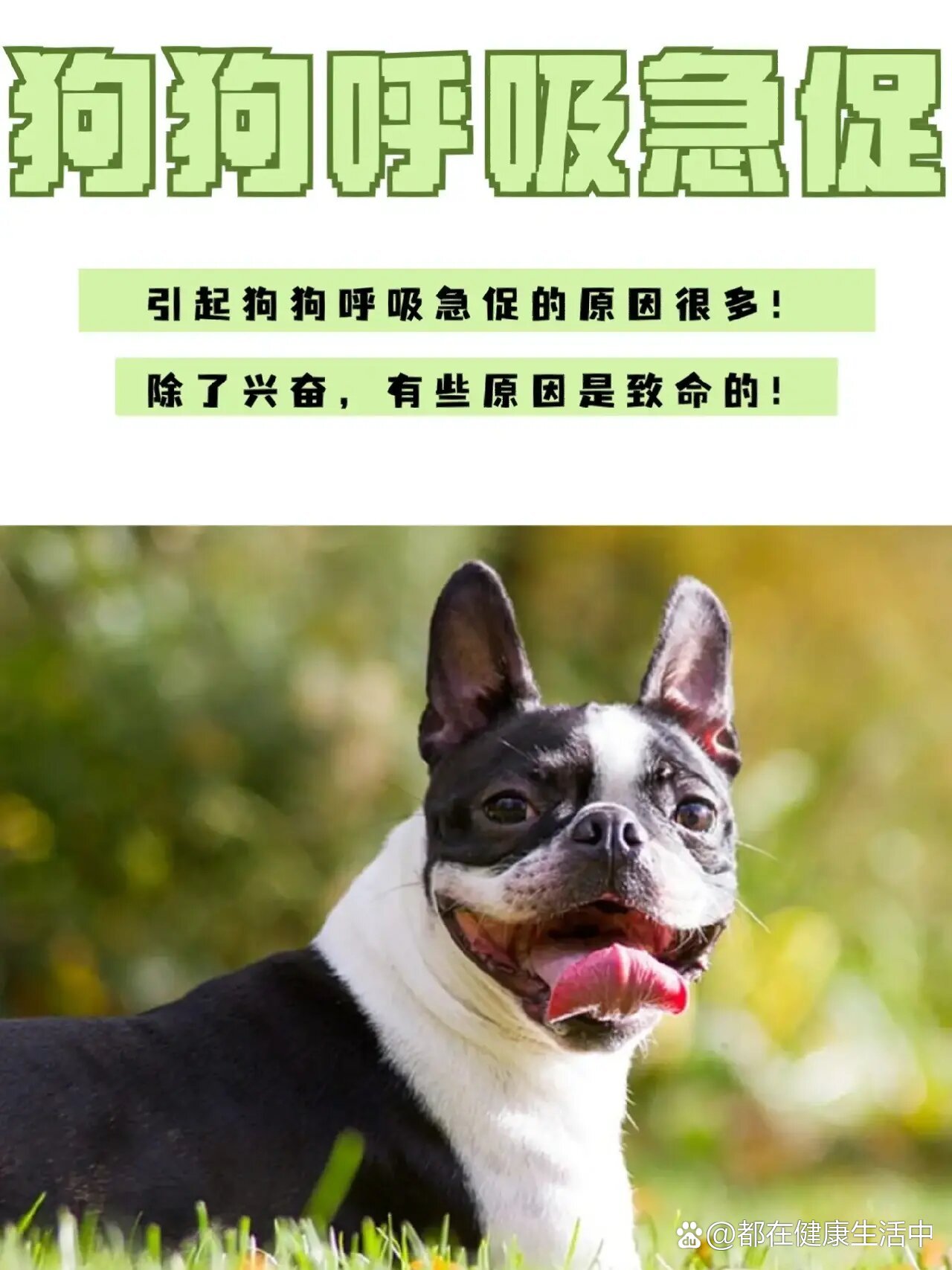 狗狗呼吸急促很常见!