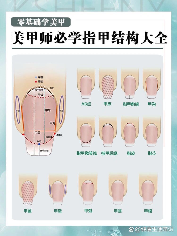 美甲结构图及分解图片