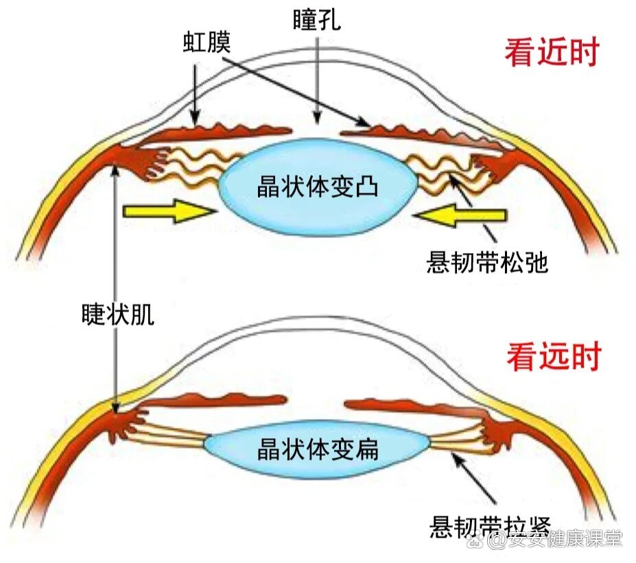 散瞳药水怎么滴图解图片