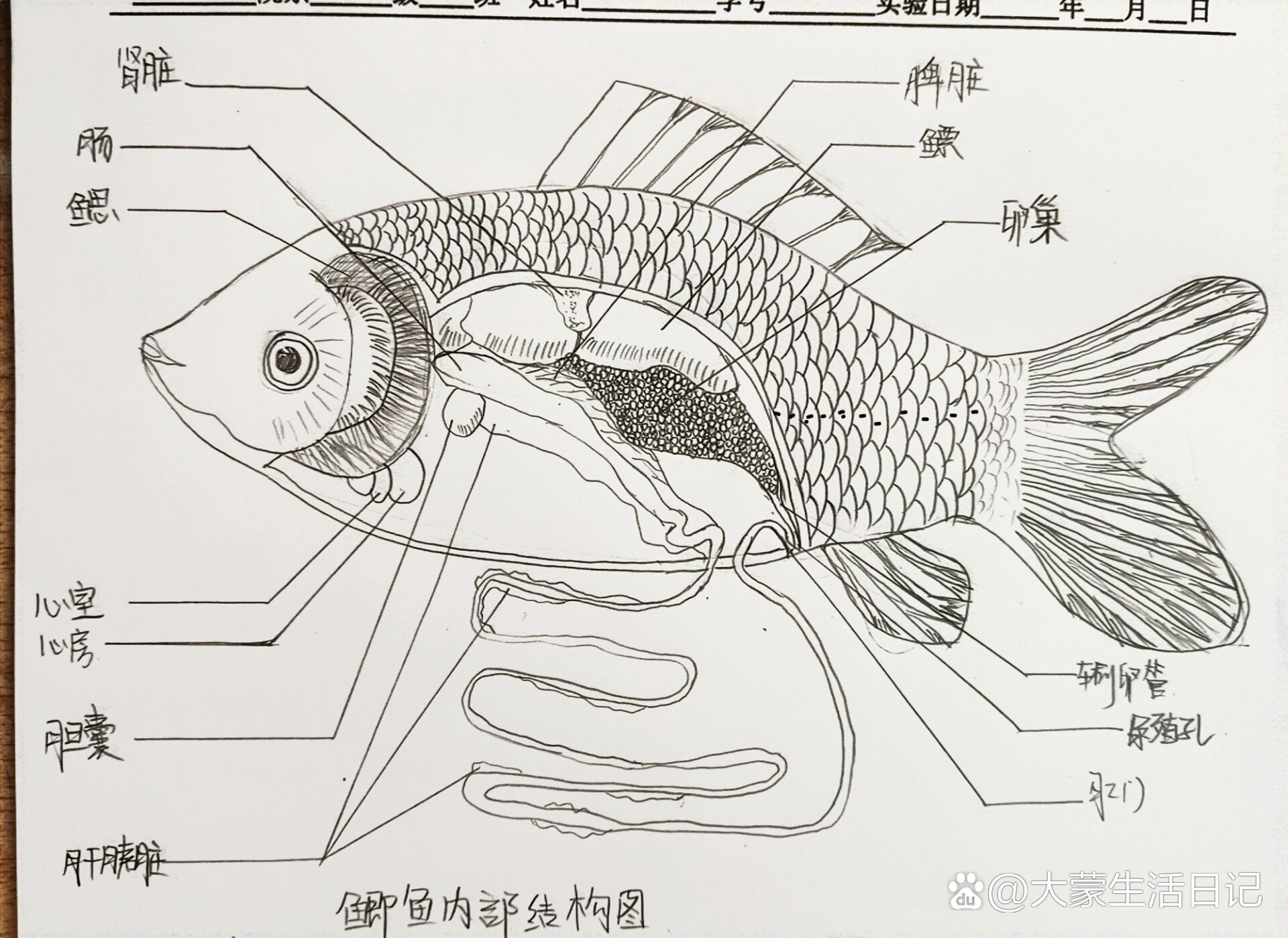 鲫鱼的解剖图图片