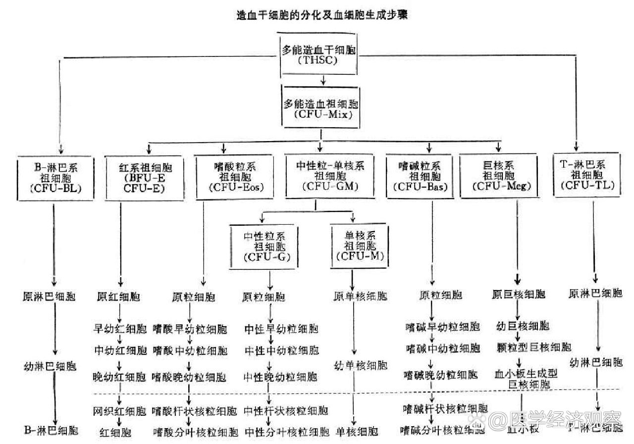 造血干细胞的分化图片