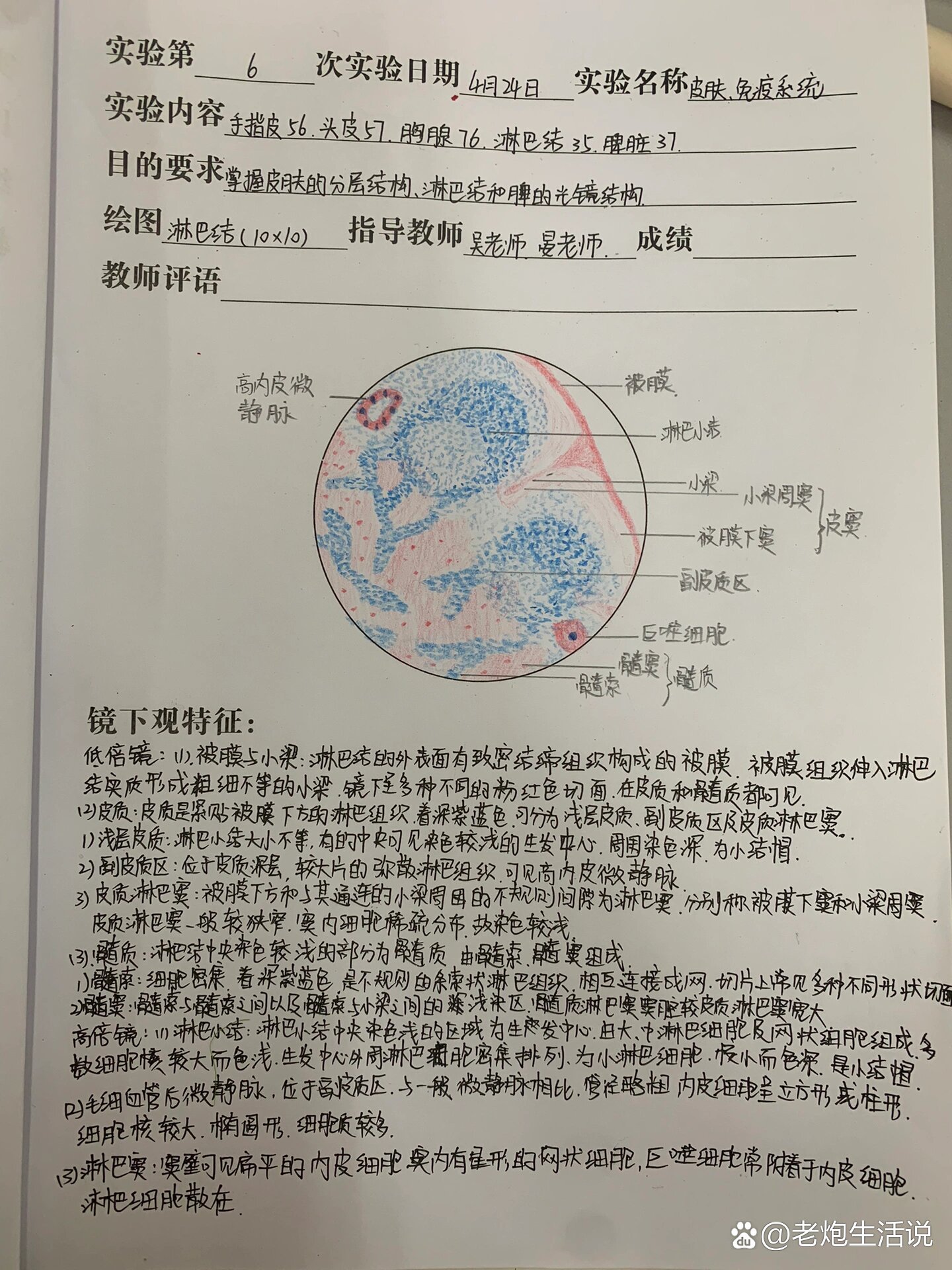 淋巴结红蓝铅笔绘图7315