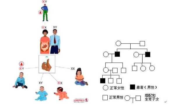 不完全显性图片