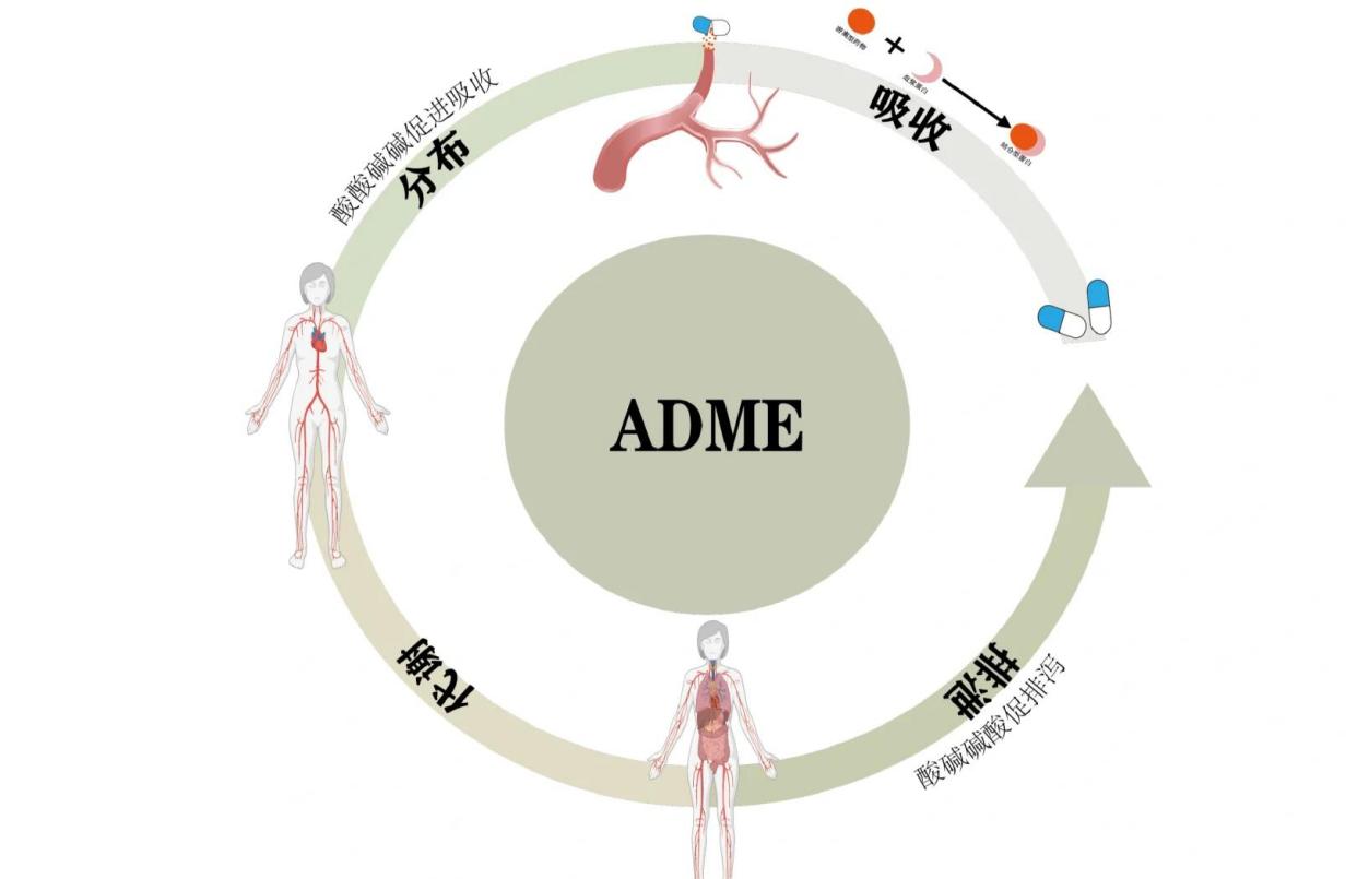 💊药物代谢动力学：了解药物在体内的旅程