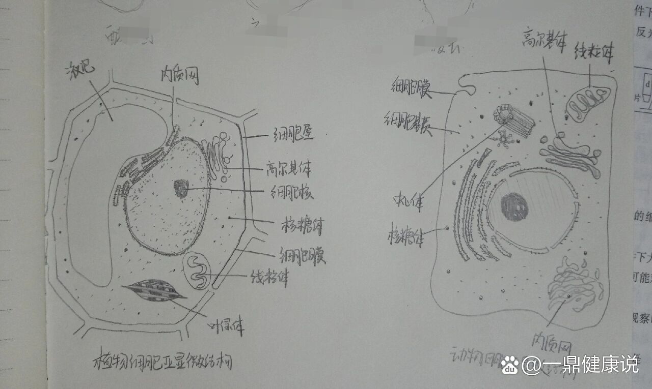 动植物细胞亚显微结构图.