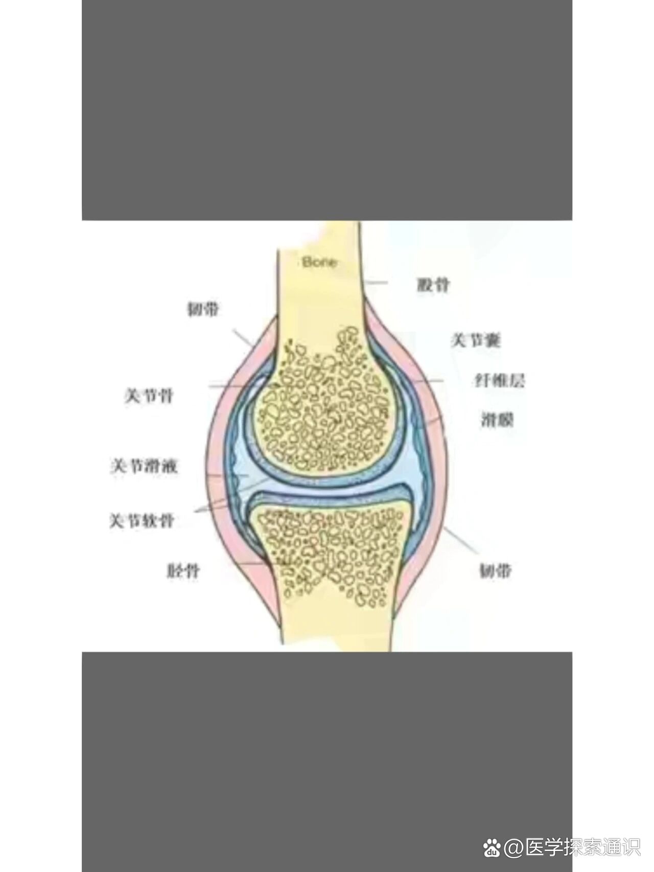 关节腔位置图图片