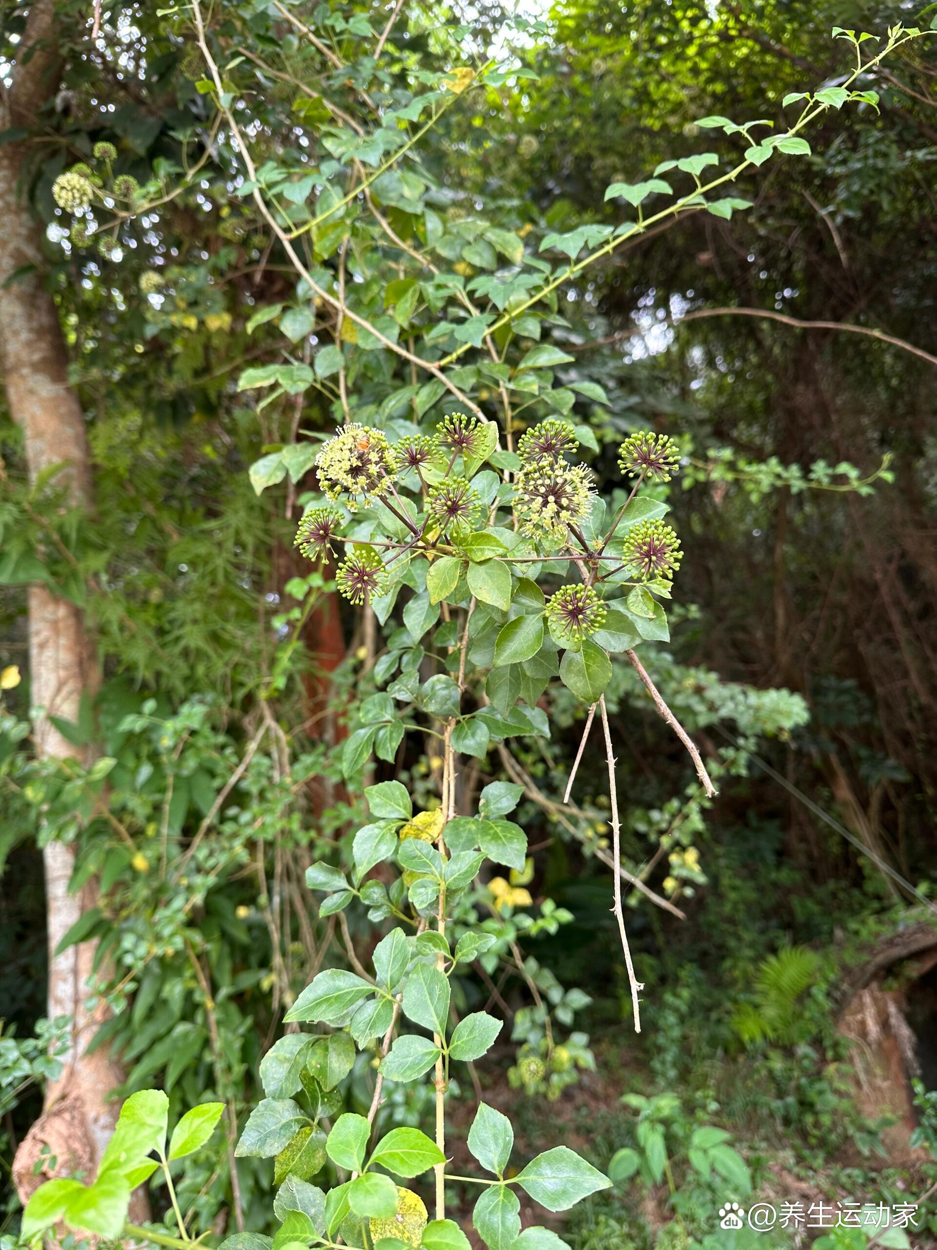 潮汕人吃的苦刺心是什么野菜?