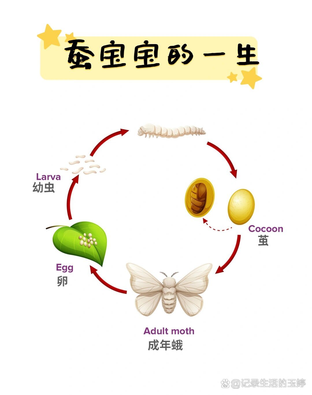 蚕生长过程大全图片