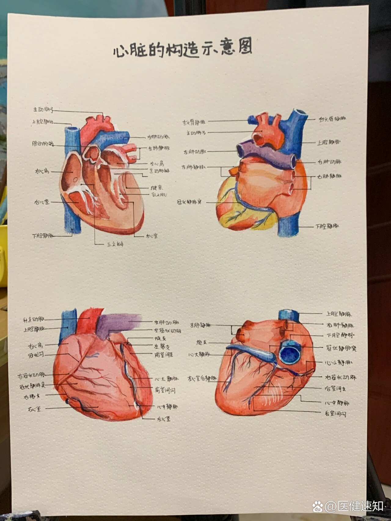 人体器官怎么画简单的图片