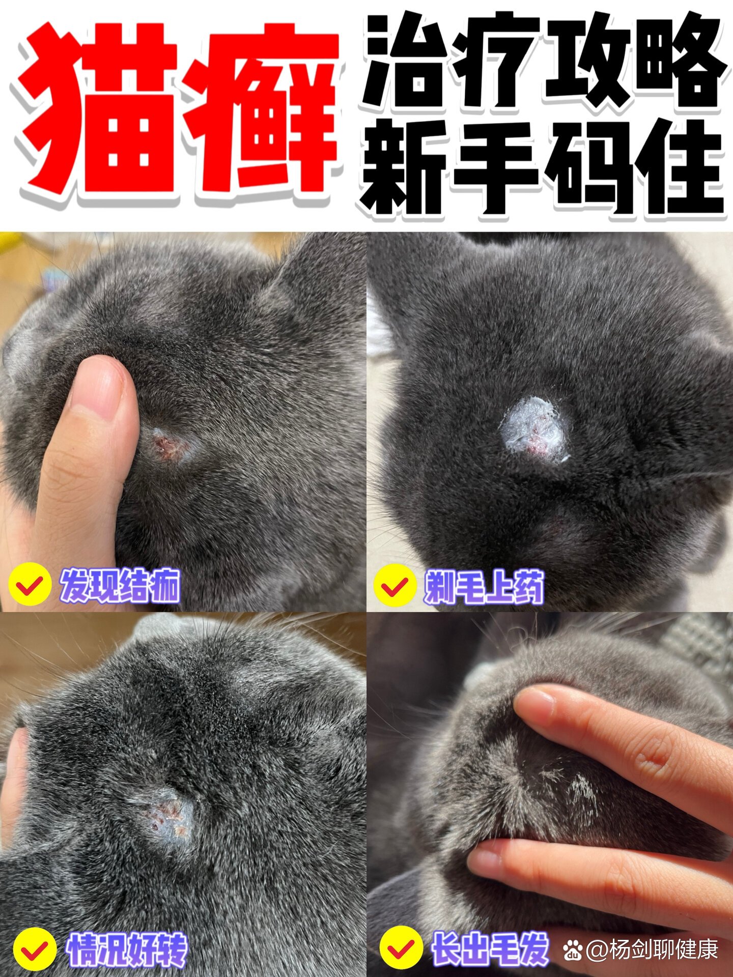 猫咪得了猫藓图片