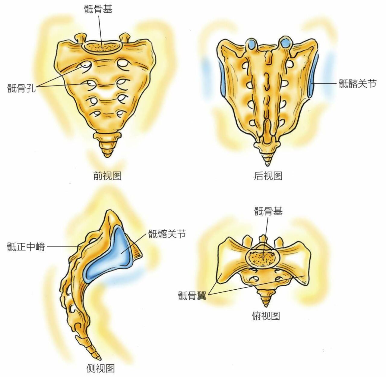 骶骨解剖与功能