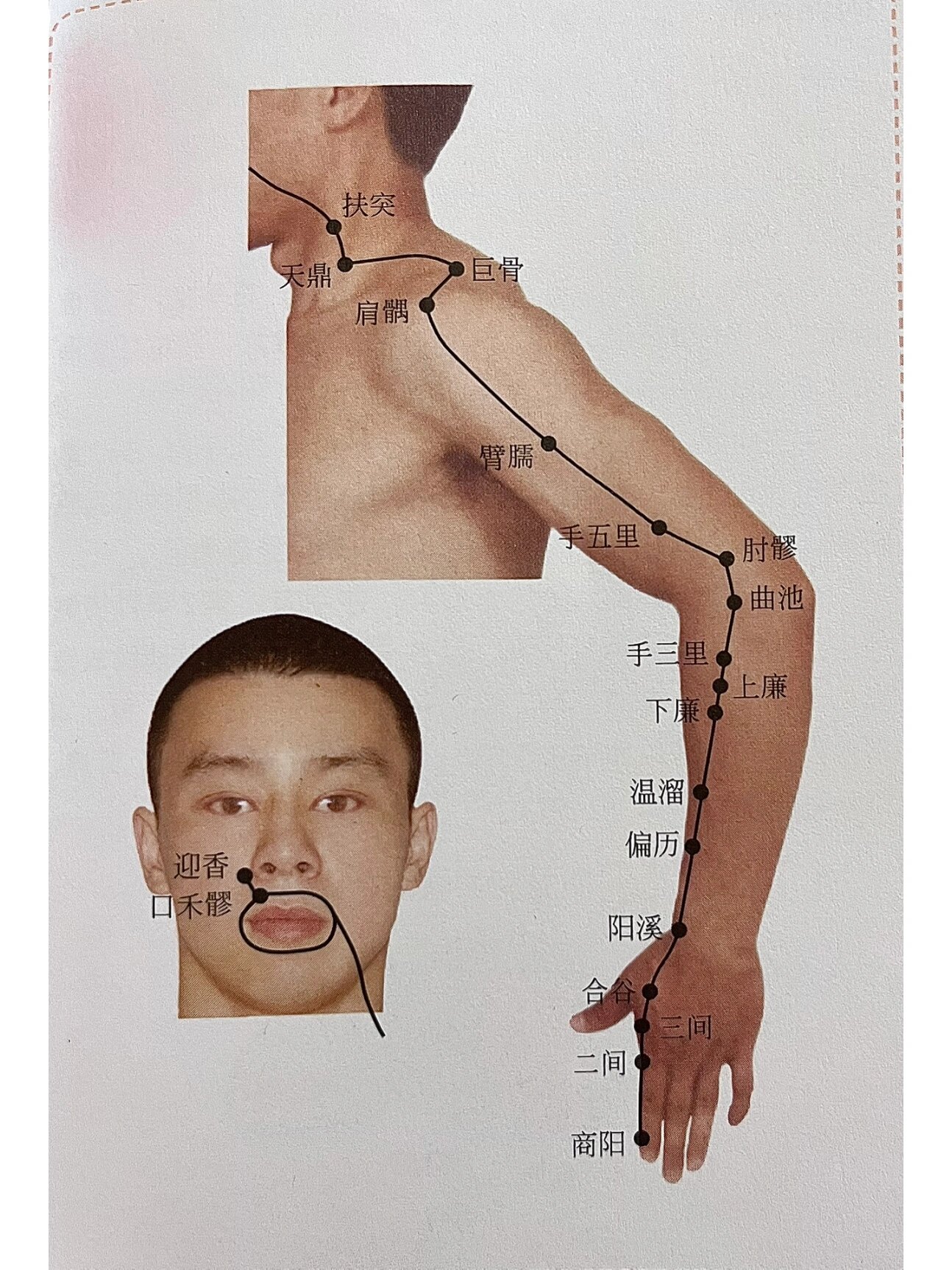 手三里在前臂肘横纹下2寸阳溪与曲池连线上屈肘取穴