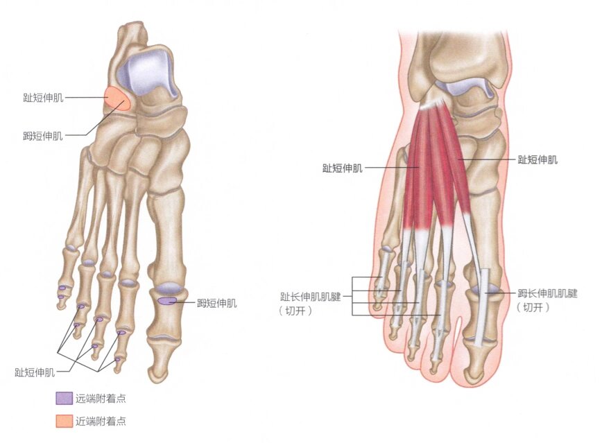 足部内侧肌群