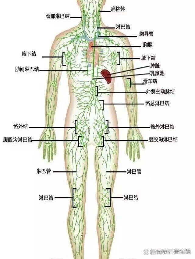 循人体淋巴走向