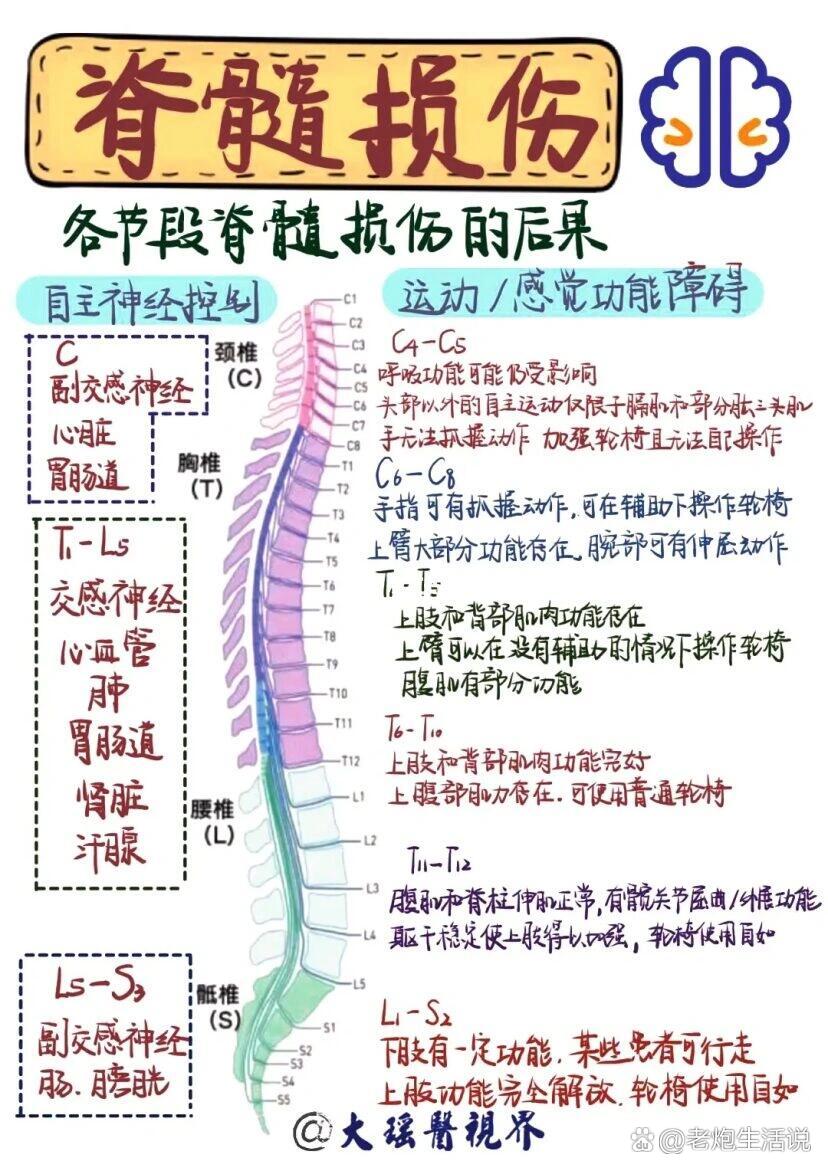 脊髓节段平面图片