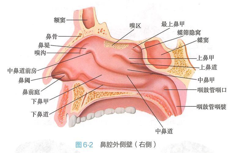 鼻的解剖结构与功能