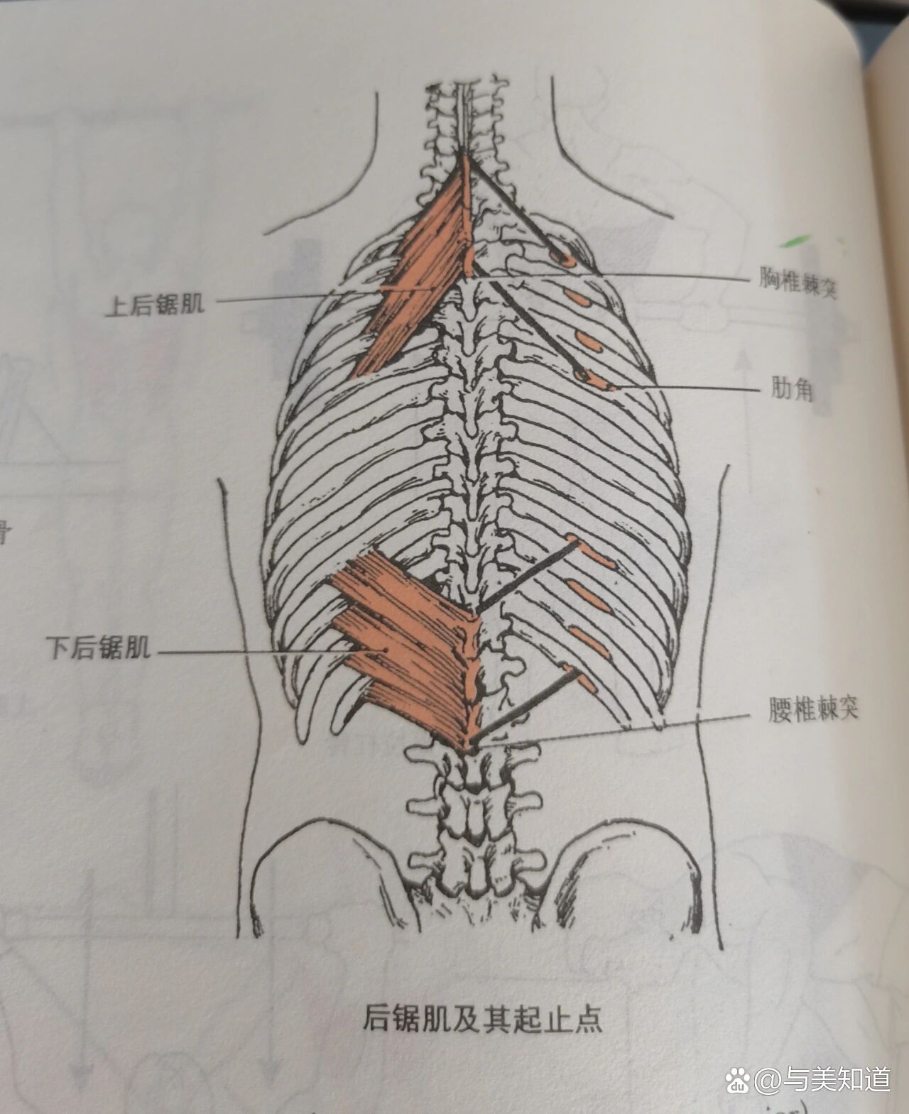 躯干肌后面解剖图图片