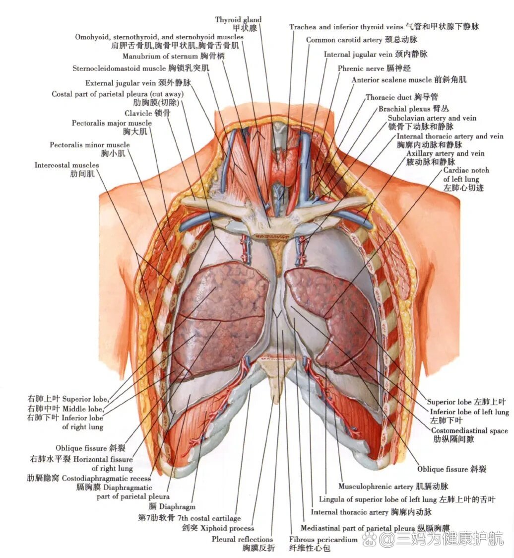 肺部解剖结构图高清图片