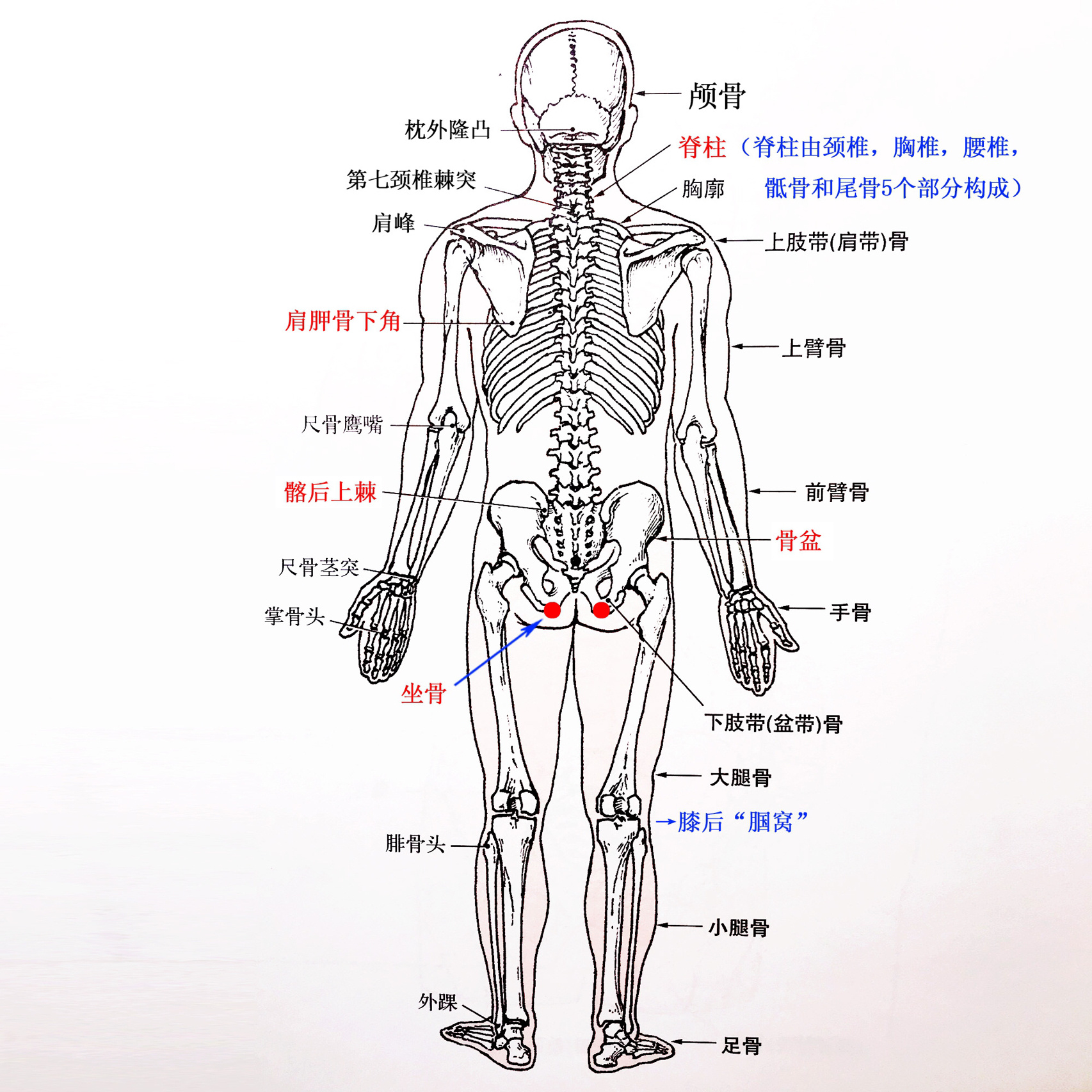 p 人体运动解剖图