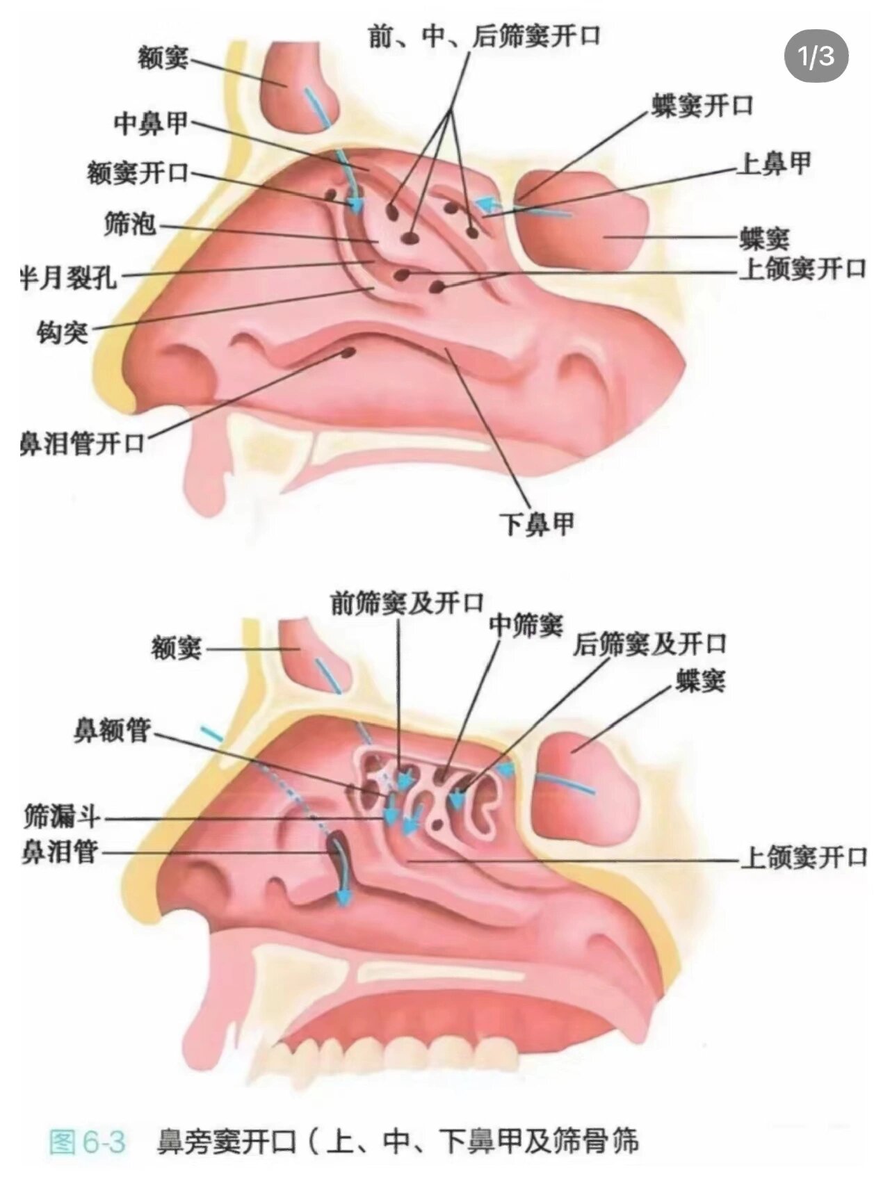 第十一篇:儿童鼻窦炎解析儿童鼻窦炎是临床上常见疾病,该病常