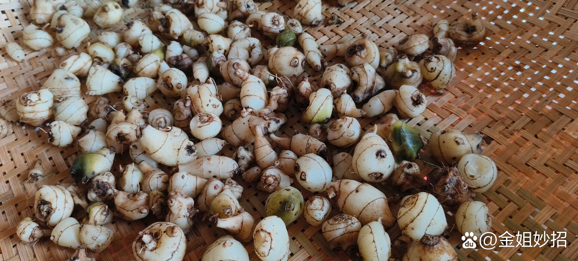 刚从山上挖的野生白芨