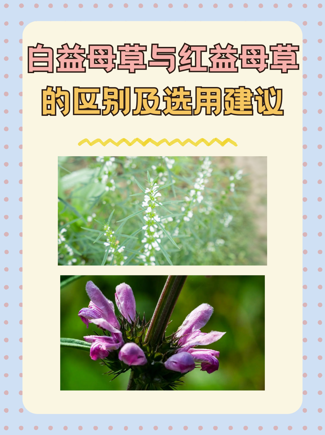 白益母草与红益母草的区别及选用建议