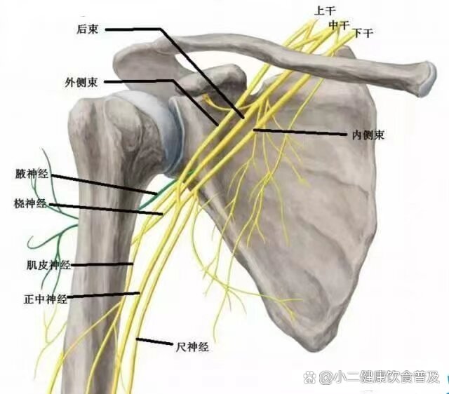 臂丛神经 结构图图片