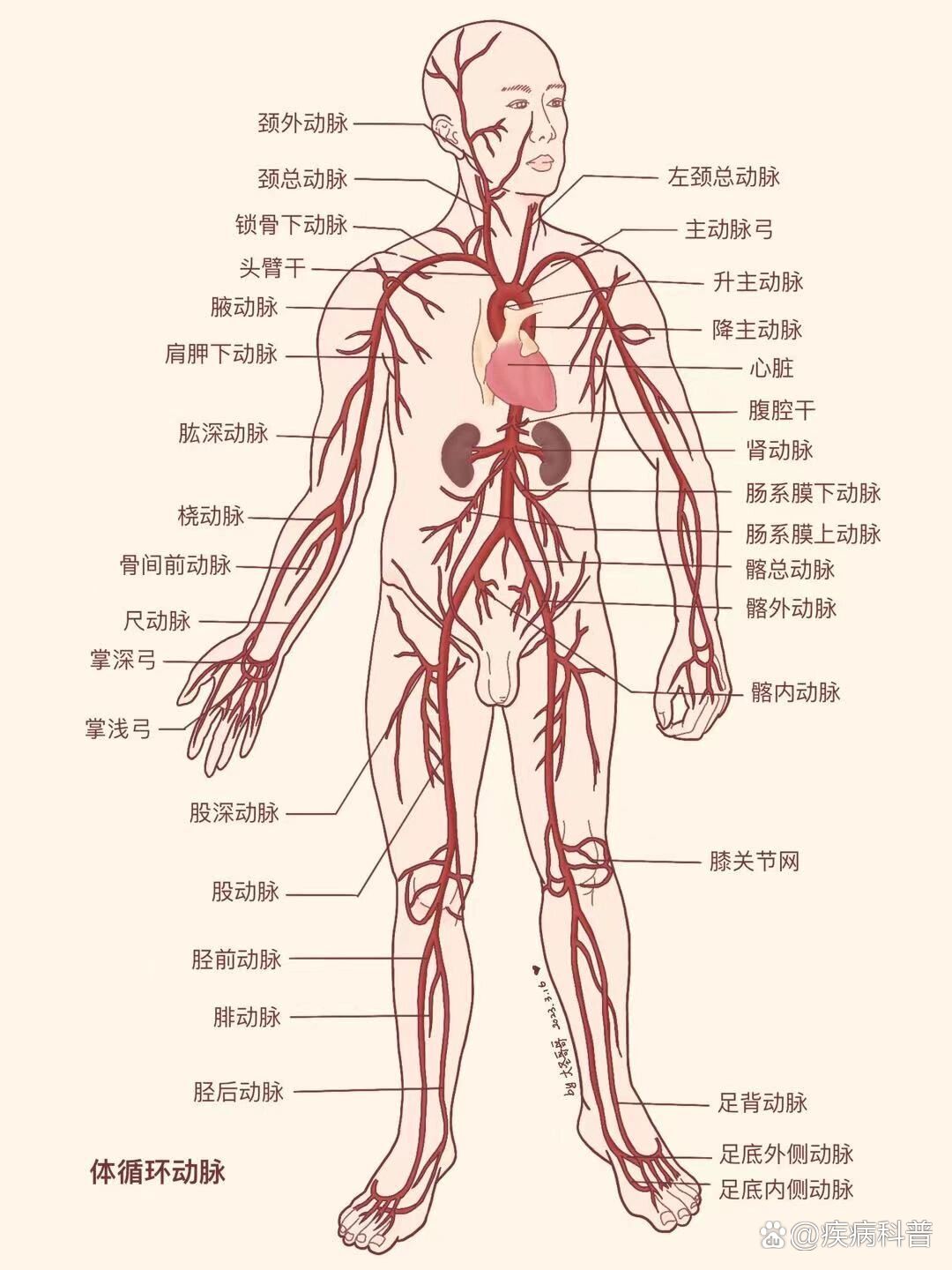 解剖学教材重绘68 体循环的血管开始啦