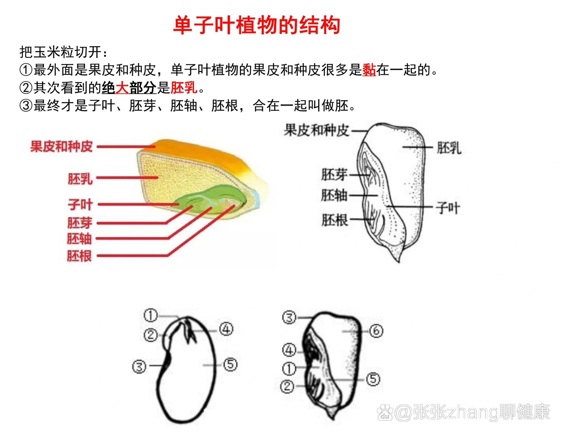 植物种子图片及名称图片