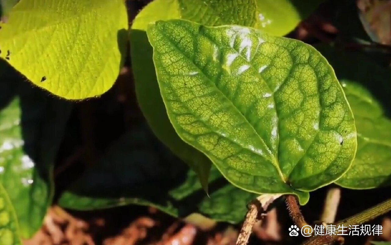 海风藤图片大全 植物图片