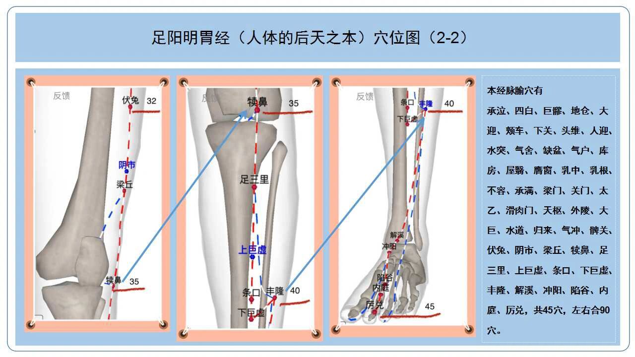 8张图帮你记住足阳明胃经循行线和45个穴