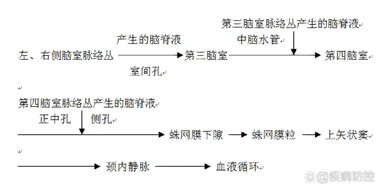 脑脊液的循环途径