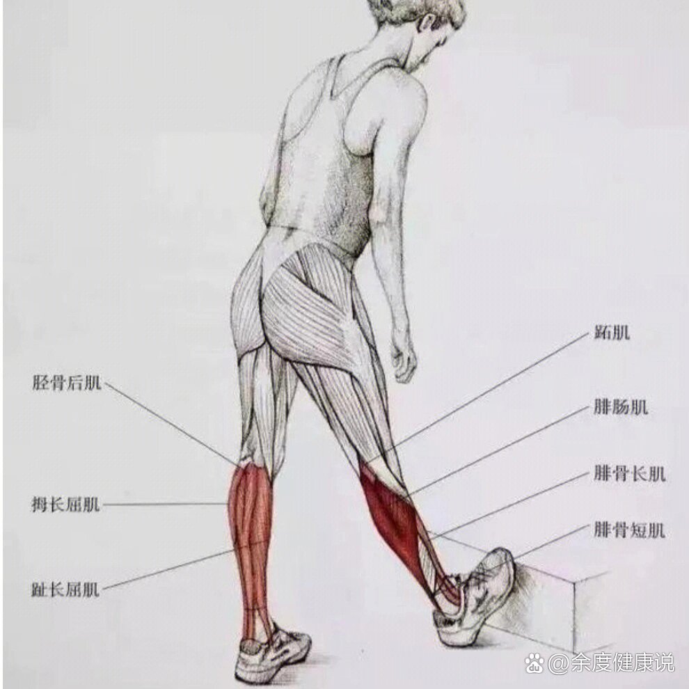 小腿拉伸方式9599肌肉分析图