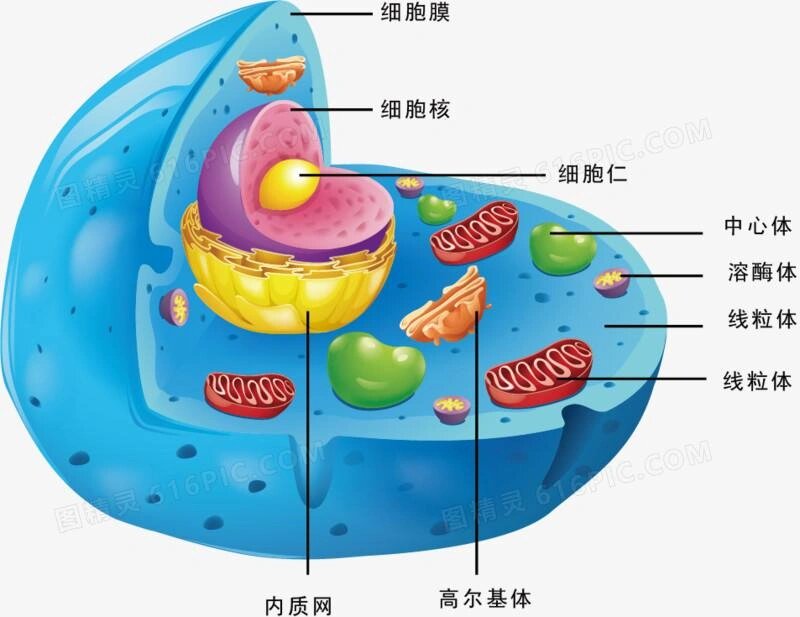 人体表皮细胞结构图图片