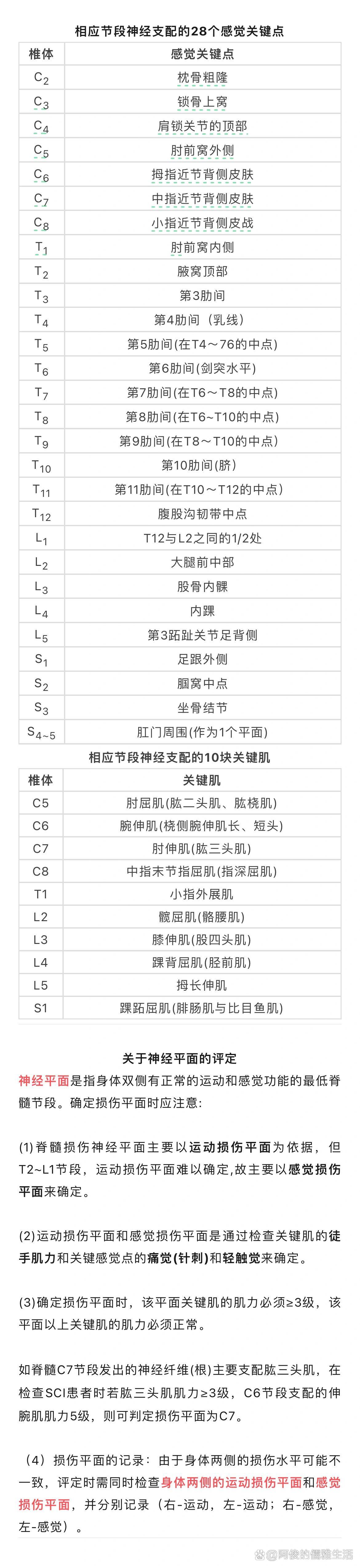 神经感觉平面定位图图片