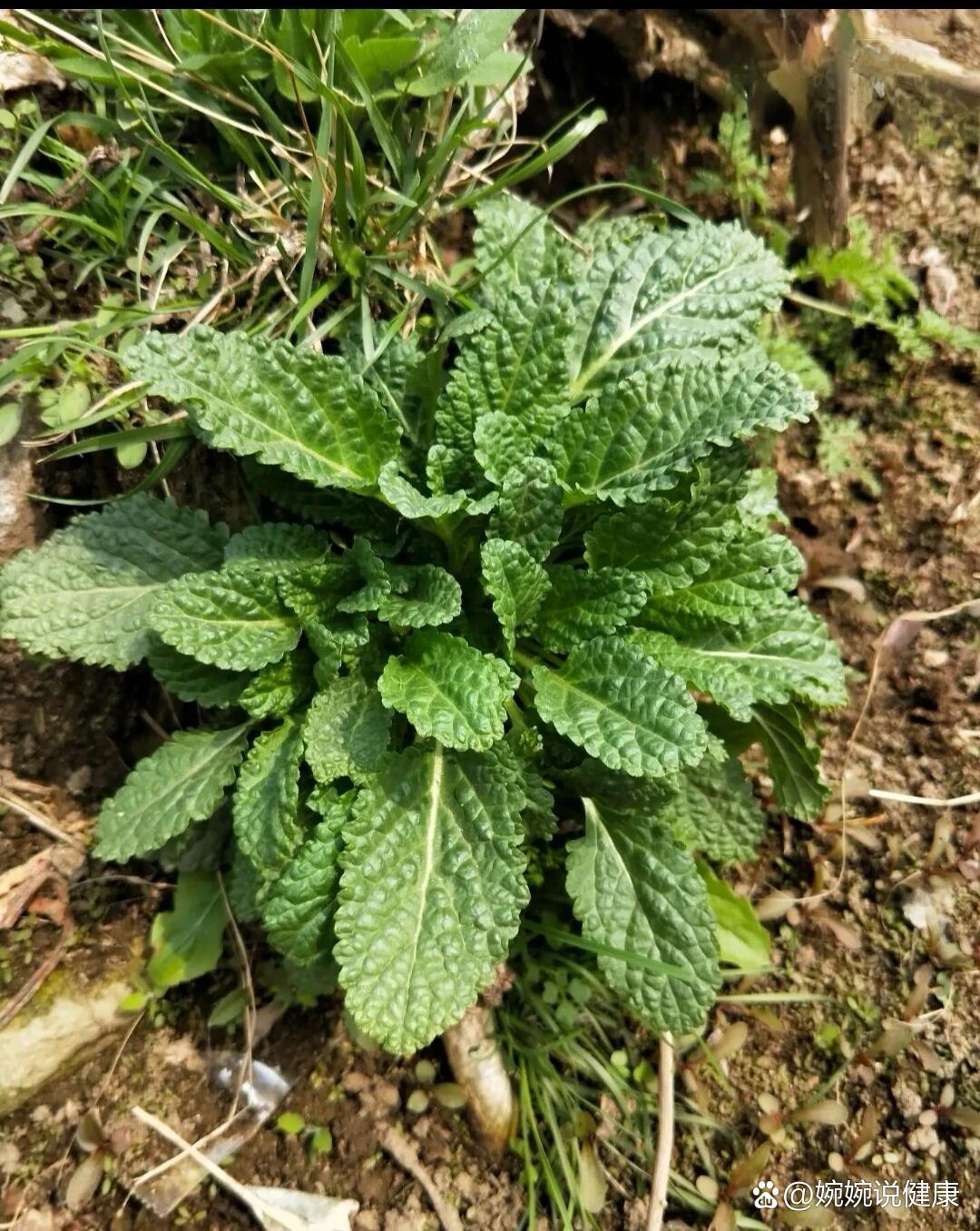 蛤蟆草主治图片