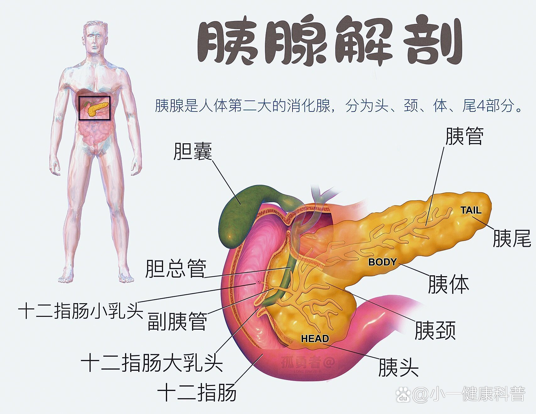 胰腺解剖