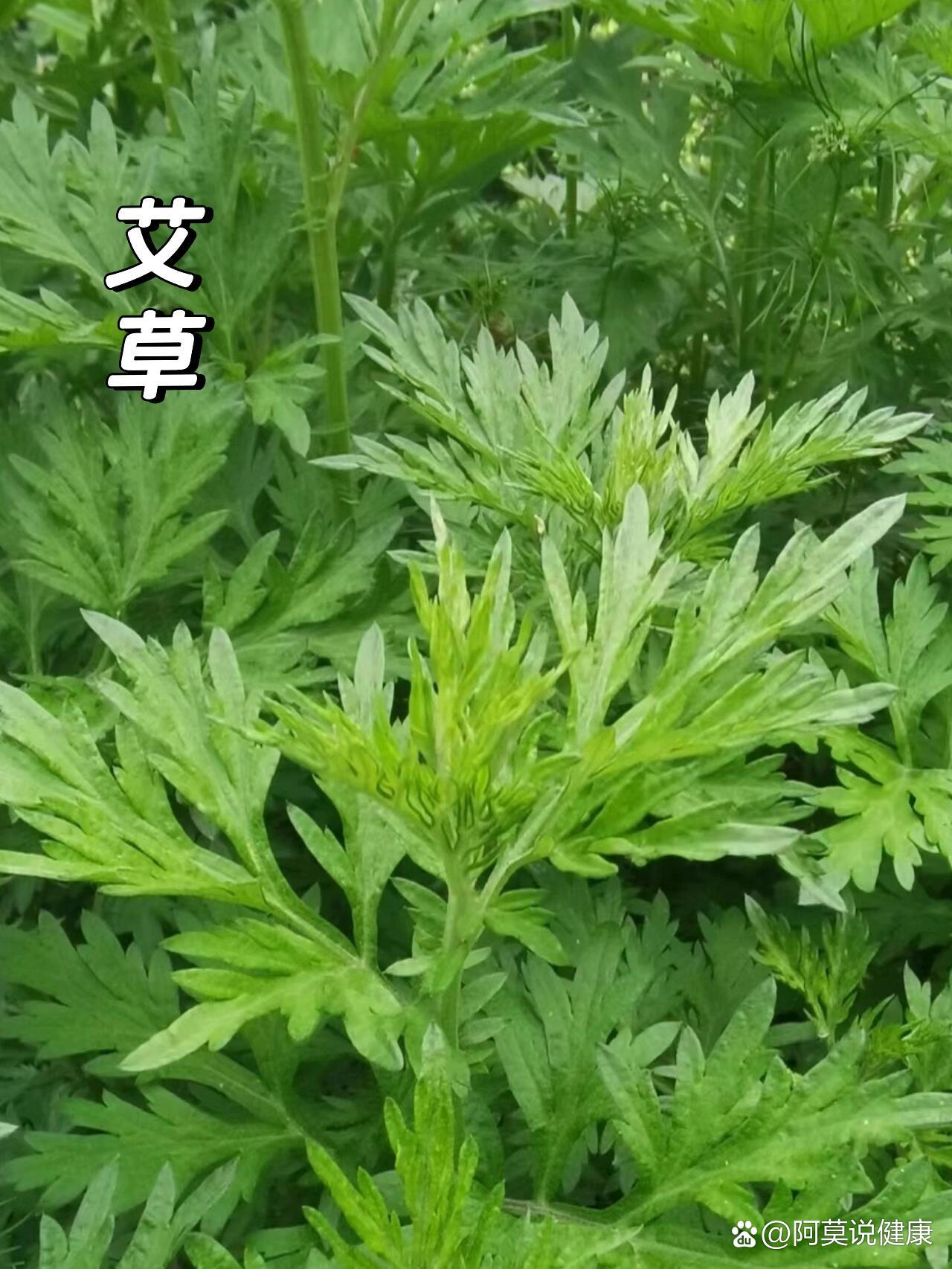 艾草壮阳图片